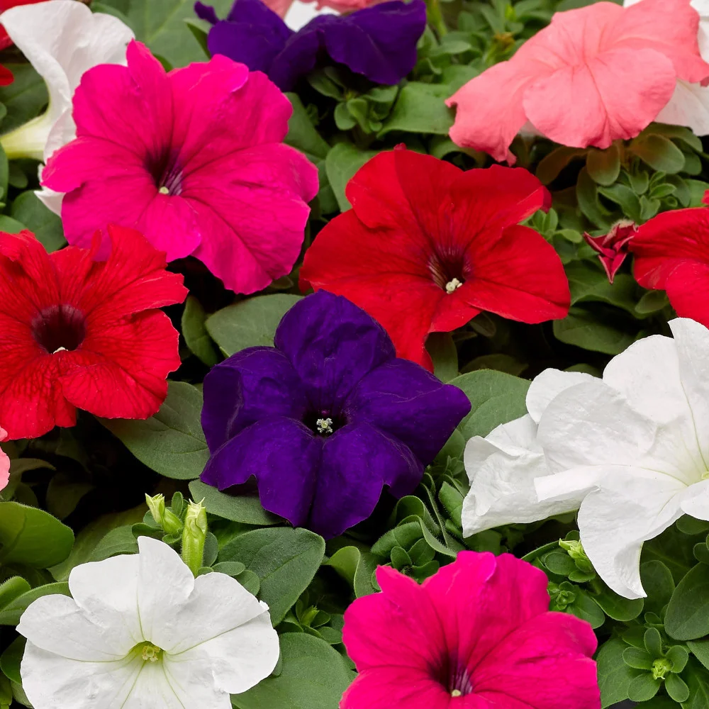 http://mashtalflora.myshopx.store/image/catalog/Outdoor/1763232786-بتونيا.webp
