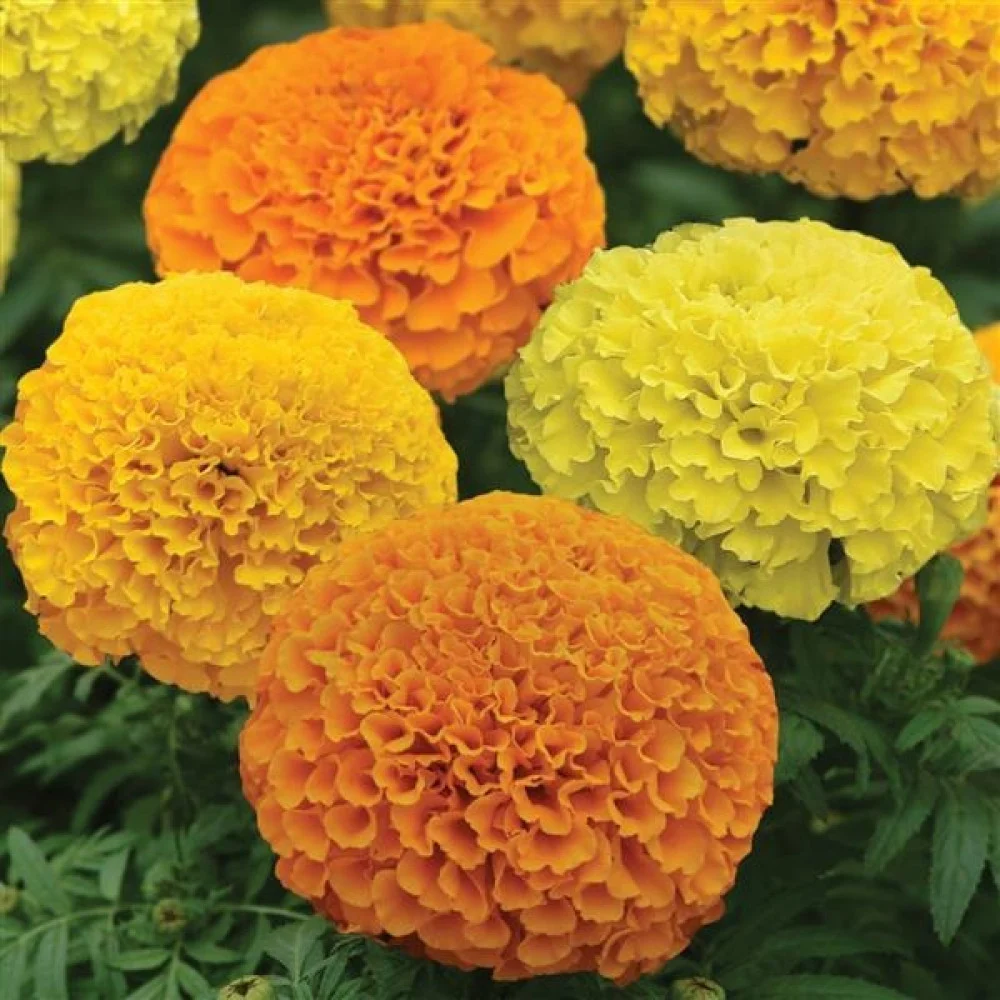 http://mashtalflora.myshopx.store/image/catalog/Outdoor/1763394987-قطيفة.webp