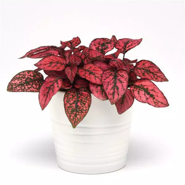 http://mashtalflora.myshopx.store/image/catalog/indoor/1763926974-نبات-البولكا-دوت---البولكا-الرقطاء2.webp