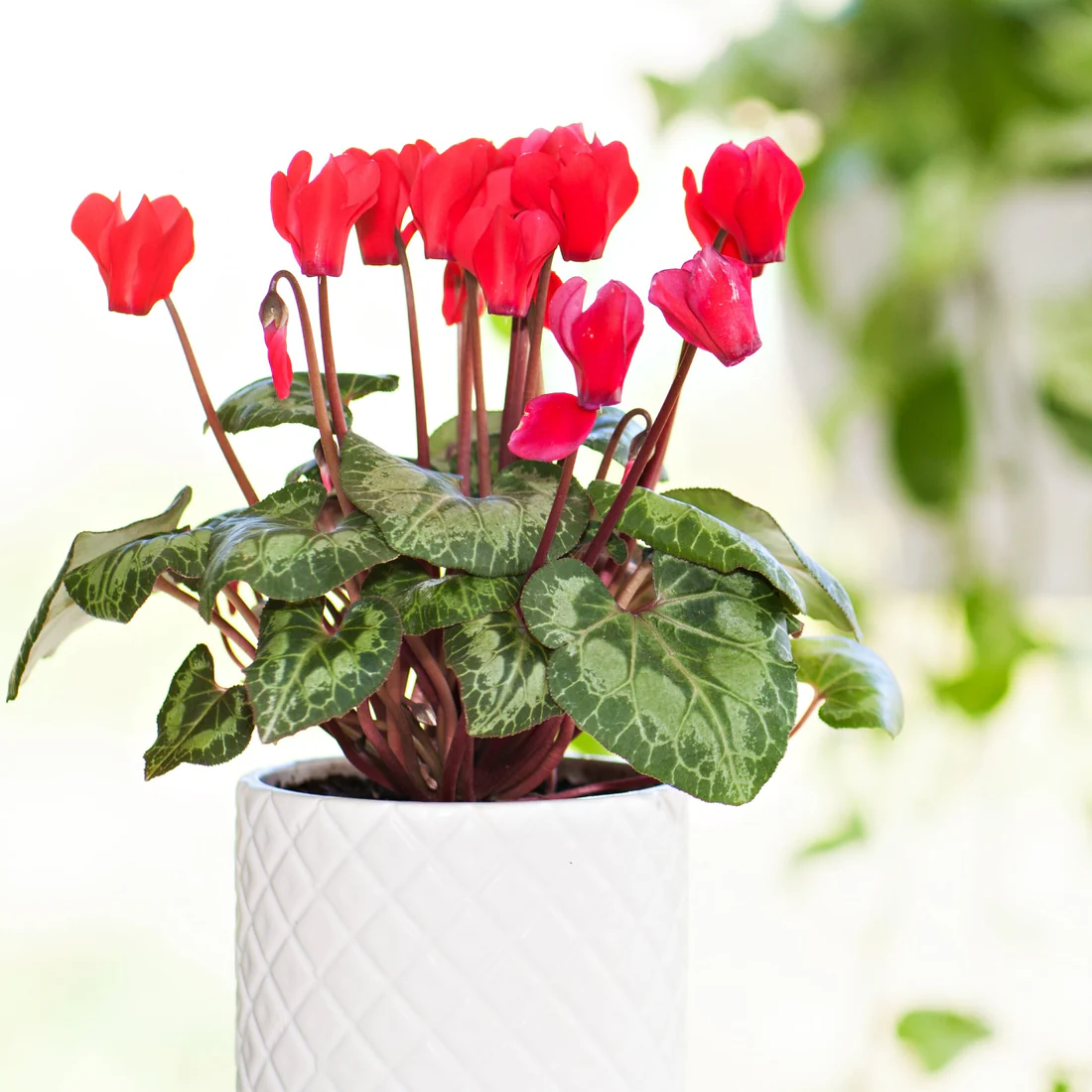 http://mashtalflora.myshopx.store/image/catalog/productimage/1752254969-PlanteTropicale_Cyclamen_persicum_Rouge-flora.webp