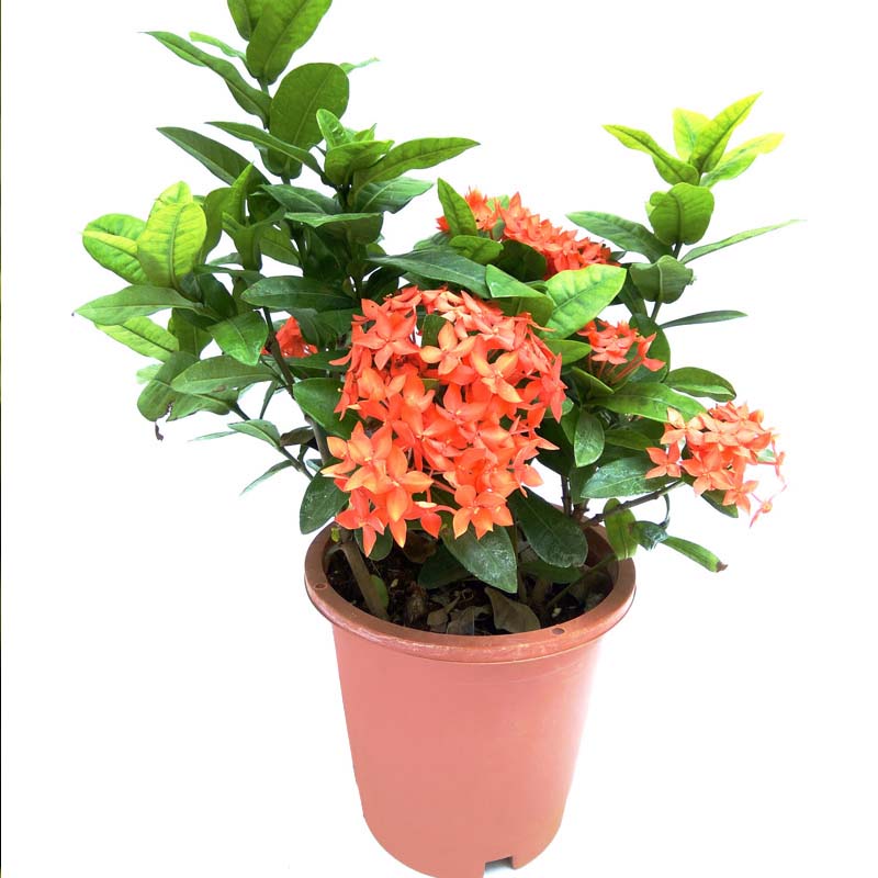 http://mashtalflora.myshopx.store/image/catalog/productimage/1756058906-IXORA-CHINENSIS-RED.jpg